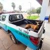 Polícia Militar Ambiental de Três Lagoas resgata tamanduá-bandeira e lobo-guará à margem de rodovias feridos por atropelamentos em menos de 24 horas