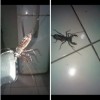 Em Três Lagoas escorpiões gigantes apavoram moradores do bairro Montanini diante o abandono local