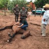 Polícia Militar Ambiental de Três Lagoas atende a denúncia de maus tratos e auxilia a idoso que cuidava de cavalo doente em fase terminal com ajuda de veterinário ao animal