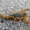 Criança de 4 anos morre por picada de escorpião em Luiziânia-SP