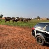 Polícia Civil de Três Lagoas identifica autor de roubo de cavalos e encontra os animais