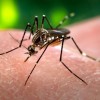 Três Lagoas tem 12 casos suspeitos de dengue nesta semana