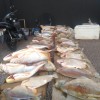 Polícia Militar Ambiental de Bataguassu e Três Lagoas prendem e autuam paranaense em R$ 2 mil por pesca e transporte de pescado ilegal e apreendem veículo e 60 kg de pescado