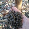 Sitiantes de Selvíria atribuem mortes de abelhas a veneno da Eldorado no Eucalipto