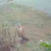 Homem é flagrado em vídeo estuprando cadela grávida em terreno baldio em Birigui