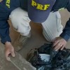 Mulher é presa pela Polícia Rodoviária Federal com 7kg de maconha em Três Lagoas