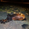 Égua morre atropelada por ônibus de transporte de trabalhadores rurais na Rodovia da Integração em Tupi Paulista