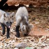 Zoológico de Rio Preto registra nascimento de lobas-guará