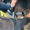 PRF prende dupla com 32 kg de Skunk em fundo falso de veículo em Água Clara