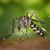 Prefeitura de Três Lagoas registra 15 casos suspeitos de dengue na 1ª semana de 2.022