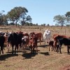 Polícia Civil recupera 13 cabeças de gado desviadas por empregado de fazenda em Água Clara