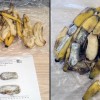 Agentes de Segurança Penitenciária de Casa Branca encontram maconha em penca de banana