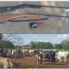 SIG e 2º DP de Três Lagoas prenderam fazendeiro e recuperaram 35 cabeças de gado furtadas em Cassilândia