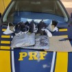 Policia Rodoviária Federal prende duas passageiras de ônibus com 5,2 kg de cocaína em Água Clara