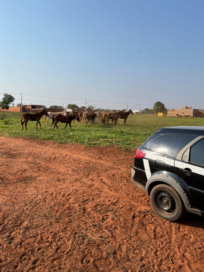 Polícia Civil de Três Lagoas identifica autor de roubo de cavalos e encontra os animais