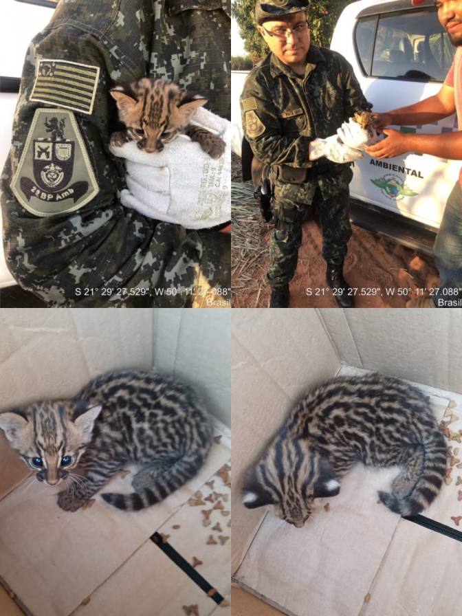 Filhote de Gato do Mato é encontrado em canavial pela Polícia Ambiental em Penápolis