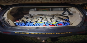 Polícia RF apreende droga em Três Lagoas