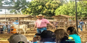 Sucesso total o leilão de gado em prol da Paróquia São José, em Castilho
