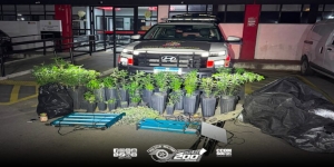 PM desmantela laboratório de maconha na zona norte de São Paulo  