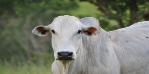 Boi gordo tem baixa de R$ 3 em Três Lagoas, mas arroba da vaca se mantém