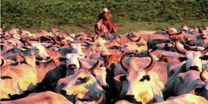 Cota uruguaia pode ampliar espaço para carne de MS chegar à China