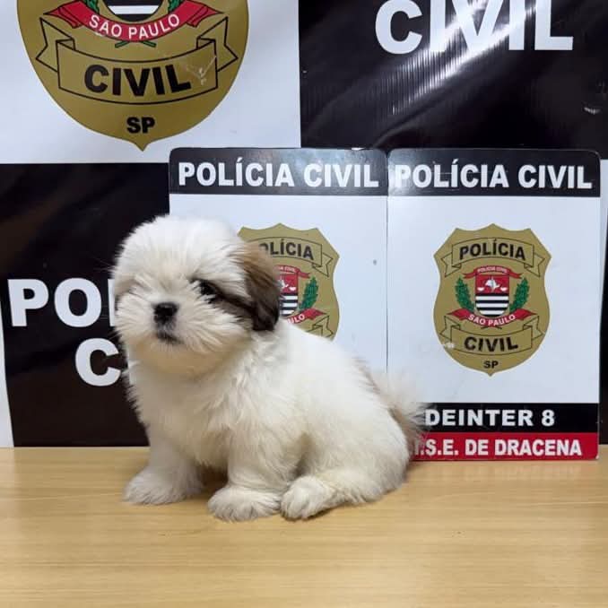 DESFECHO FELIZ: POLÍCIA CIVIL LOCALIZA FILHOTE DE SHIH-TZU DESAPARECIDO EM DRACENA 