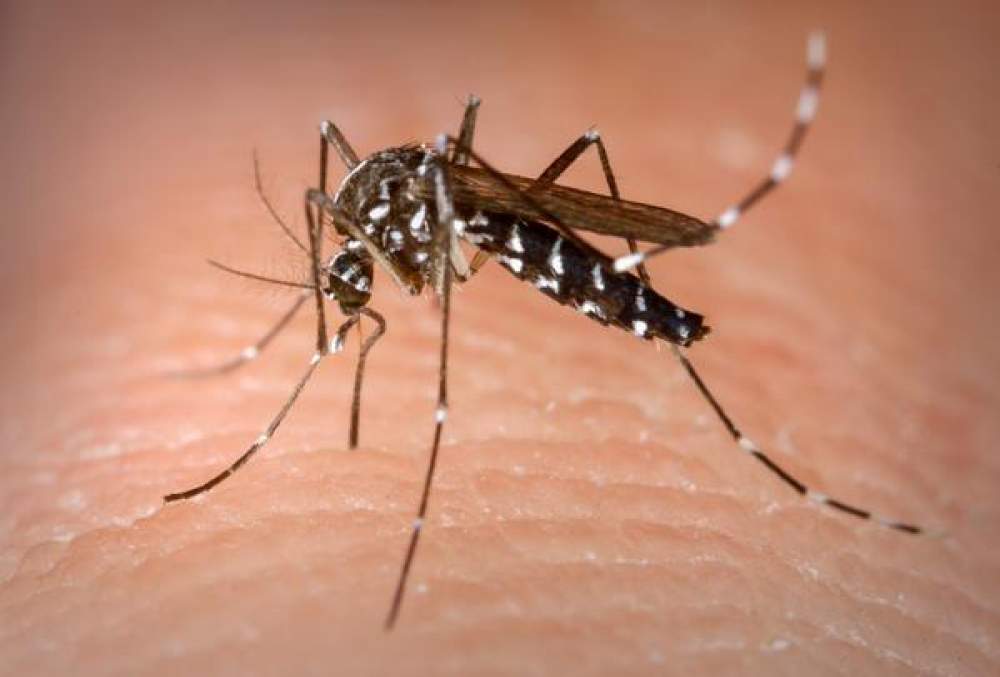 Três Lagoas registra 24 casos de chikungunya em 2026 e acende alerta para arboviroses