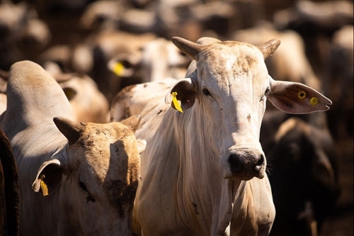 Na Terra do Rei do Gado criadores de gado devem ficar atentos para a vacinação contra a brucelose
