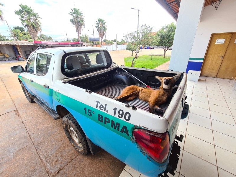 Polícia Militar Ambiental de Três Lagoas resgata tamanduá-bandeira e lobo-guará à margem de rodovias feridos por atropelamentos em menos de 24 horas