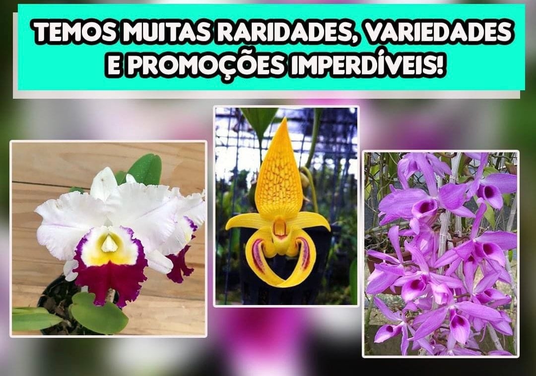 Em Andradina exposição de Orquídeas na Expoan
