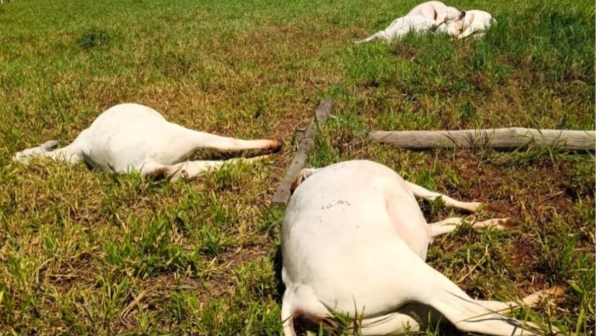 Poste de energia cai e seis vacas morrem eletrocutadas em fazenda de Três Lagoas