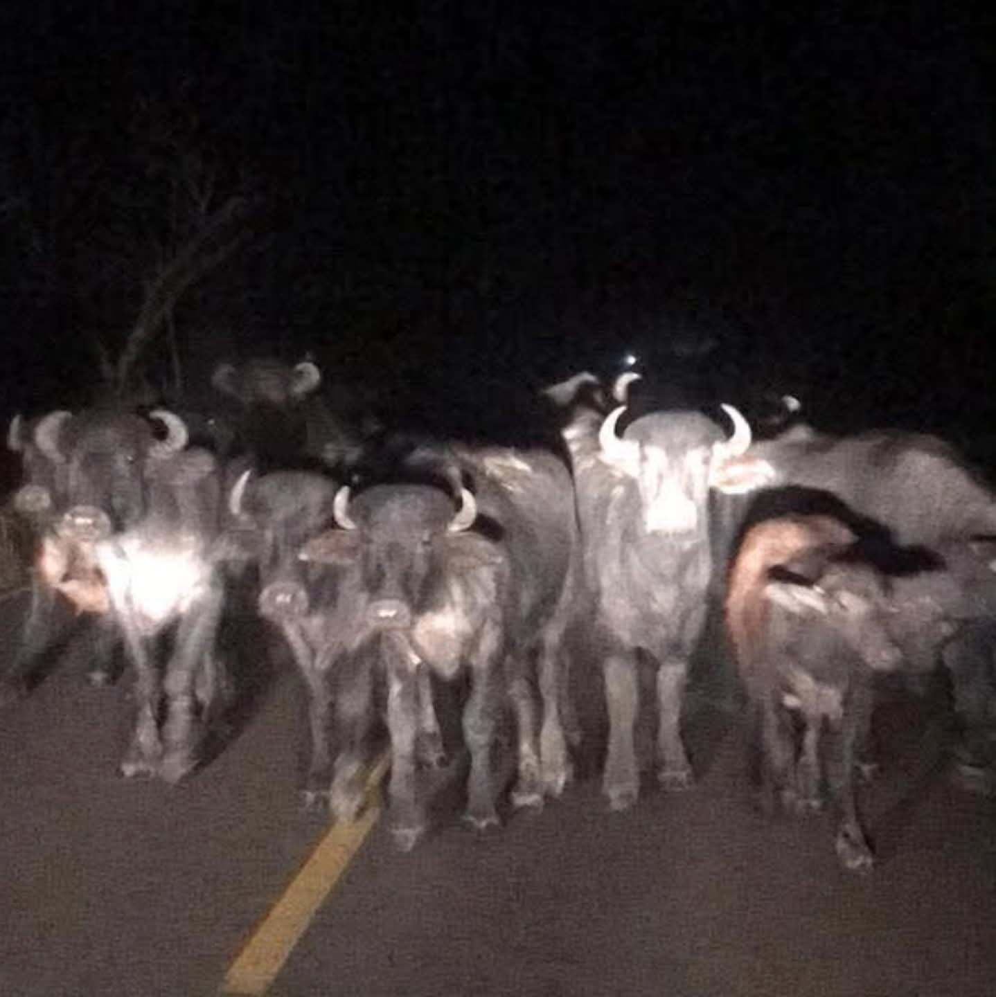 Animais soltos na estrada do bairro Beira Rio em Castilho provoca indignação de moradores do município