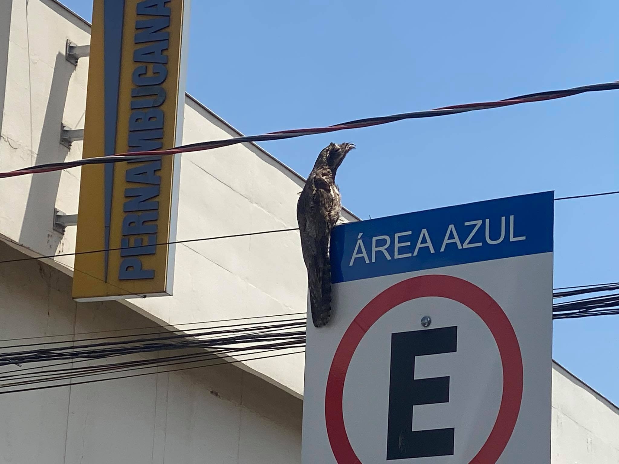 EM ANDRADINA URUTAU PODE ESTAR FUGINDO DOS INCÊNDIOS FLORESTAIS
