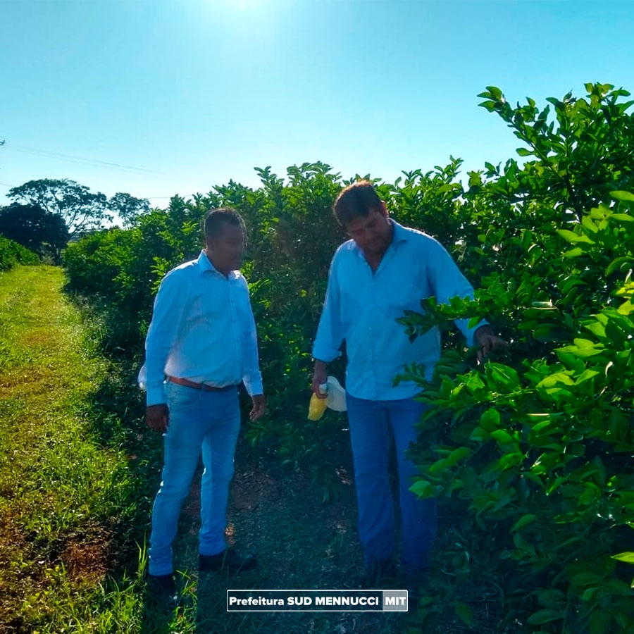 PRODUÇÃO DE LIMÃO É ORGULHO PARA O EMPRESÁRIO DE SUD MENNUCCI