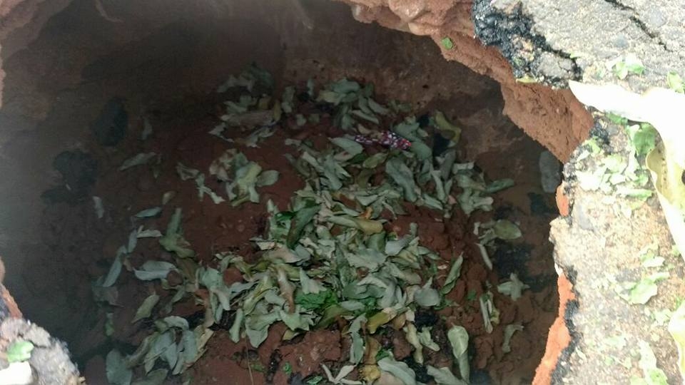 Árvore chama atenção na vicinal do assentamento Timboré em Andradina