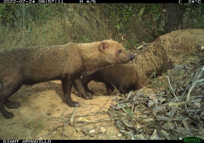 Pesquisadores identificam espécie ameaçada de extinção em Três Lagoas