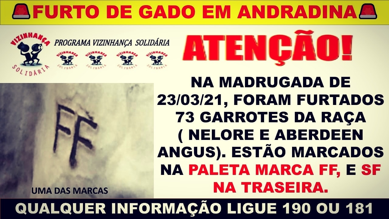Em Andradina ladrões furtam 73 garrotes nelore e angus na proximidade do Distrito de Paranapolis