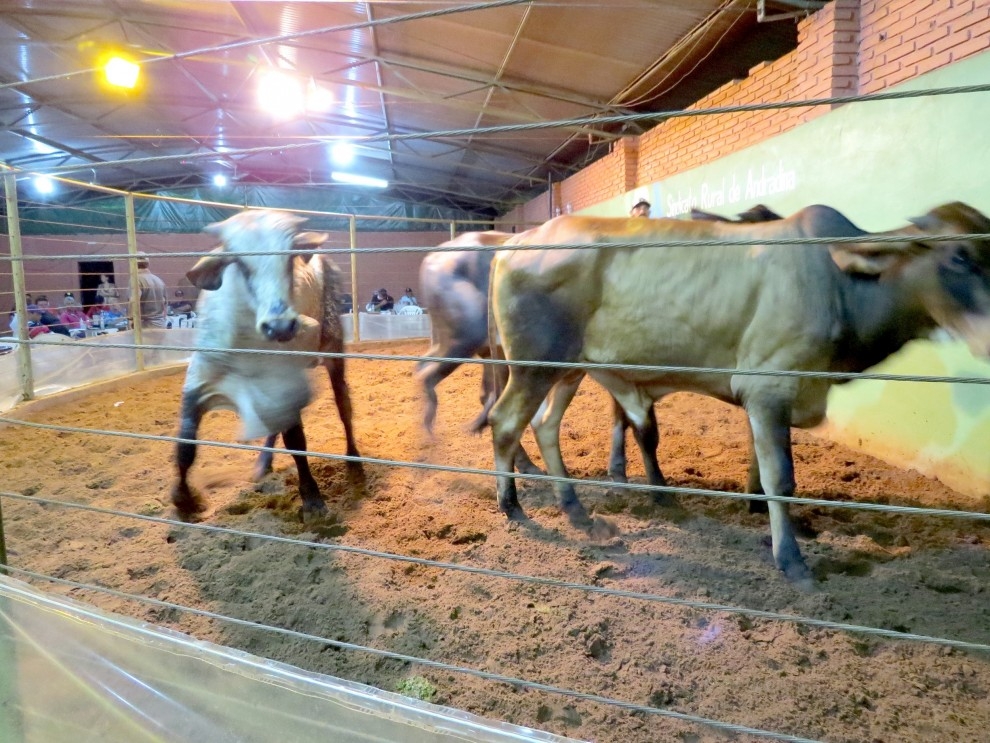 Acontece hoje (8), Leilão de Gado Geral promovido pelo Sindicato Rural de Andradina