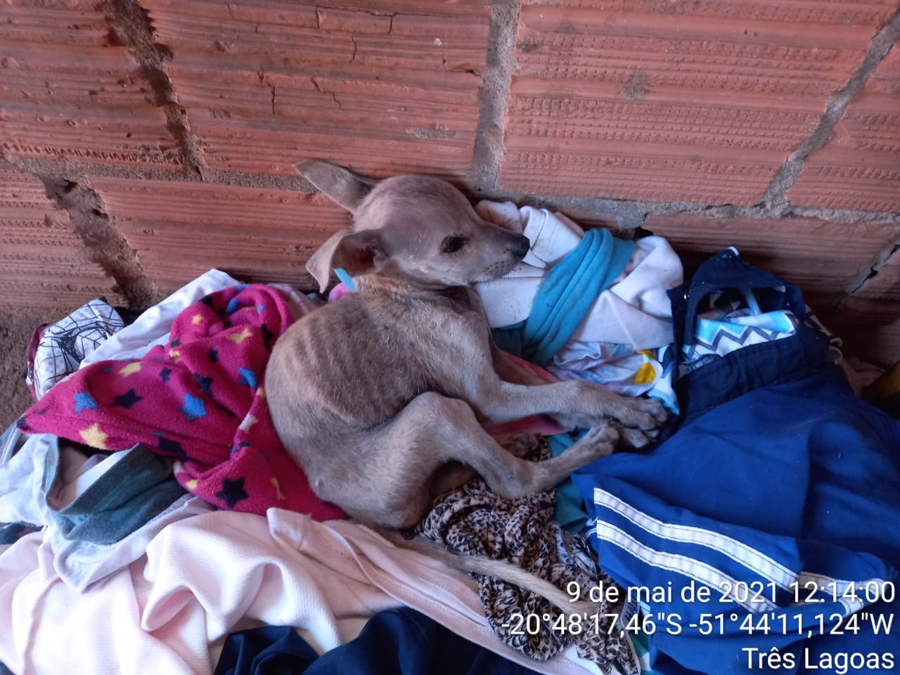 PMA de Três Lagoas autua mulher em R$ 4.000,00 por maus-tratos ao se mudar e deixar cinco cachorros e galinhas sem alimento e água com morte de um cachorro e dois galos