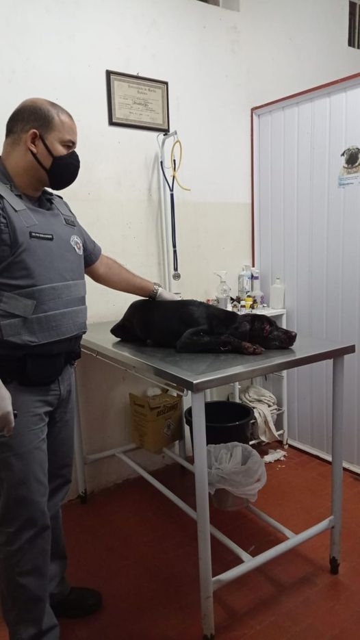 EM CASTILHO POLICIA MILITAR É ACIONADA E PRENDE EM FLAGRANTE (COM BASE NA NOVA LEI DE MAUS TRATOS) HOMEM QUE TENTOU MATAR CACHORRO COM FOICE