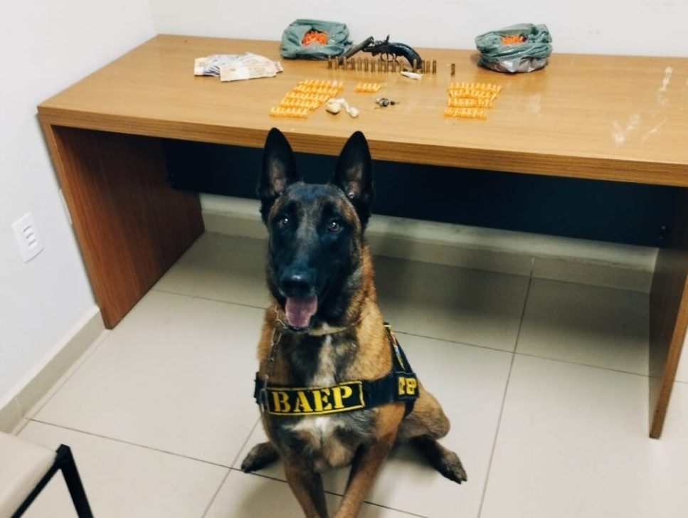 Com ajuda de cão do BAEP de Araçatuba, cofre é descoberto com drogas e arma, alvo de combate ao crime bairro Porto Real