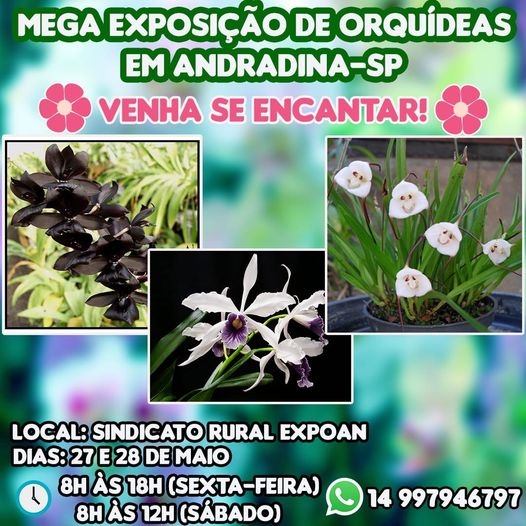 Em Andradina tem Exposição de Orquídeas no recinto da Expoan