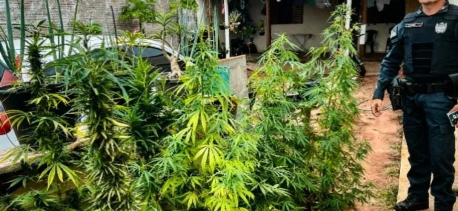 Plantação de maconha em Três Lagoas é revelada à polícia militar após discussão entre mãe e filha que terminou em agressão
