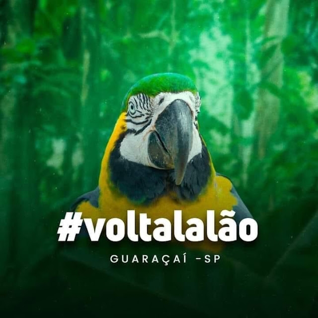 População pede a volta da "ARARA LALÃO” apreendida em Guaraçaí-SP