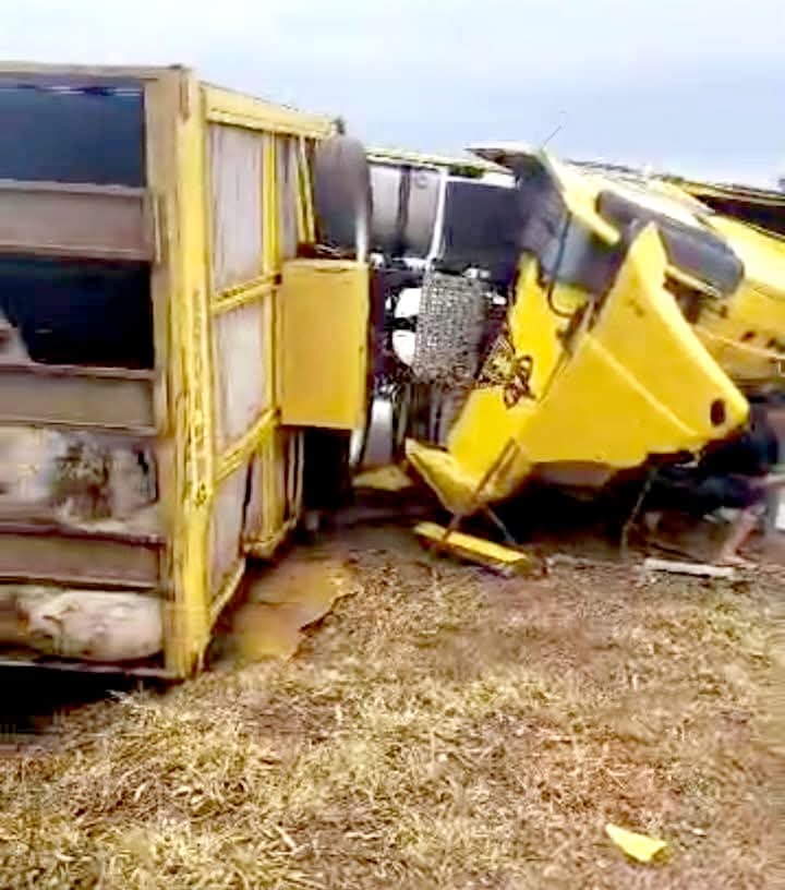 Caminhão carregado com 70 bois tomba e deixa animais mortos na rodovia SP 627 Vereador Louzada em Pereira Barreto