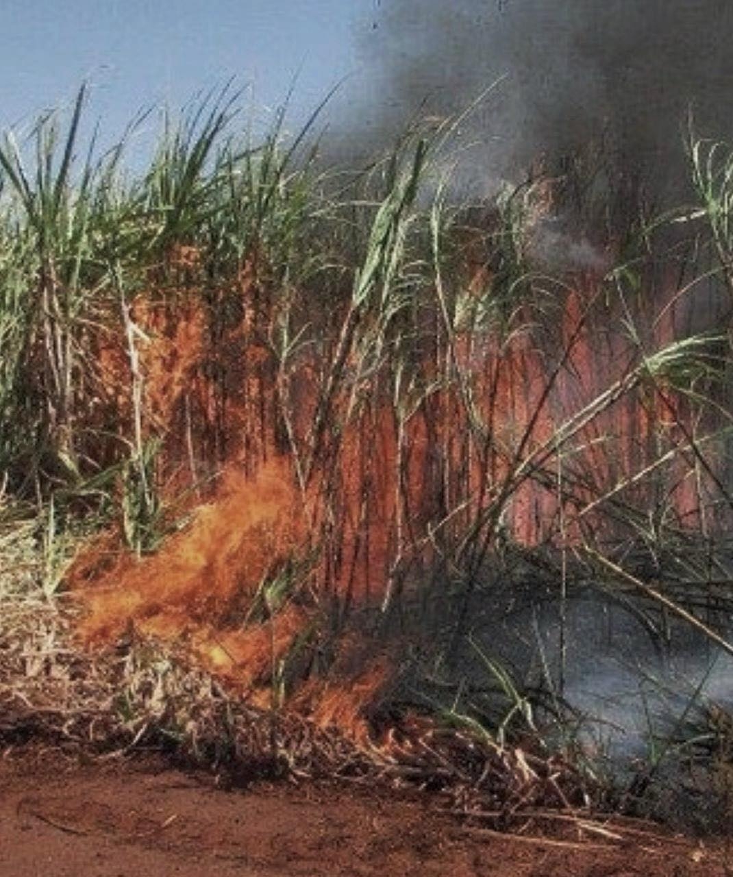 Polícia Militar de Castilho detém homem após provocar incêndio em plantação de cana