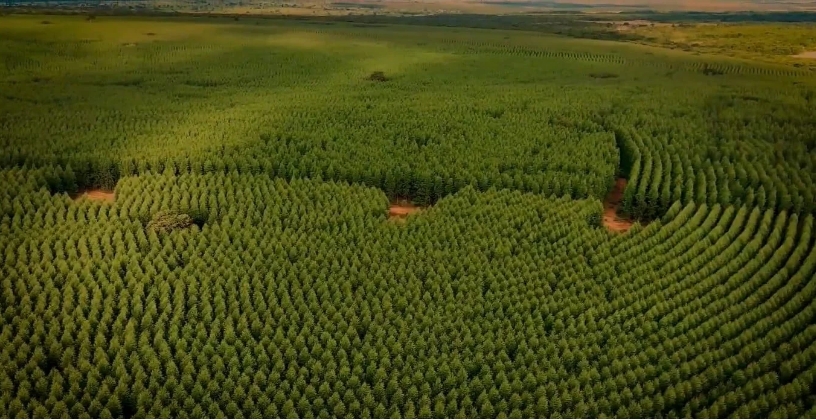 Clones de eucalipto são testados em Andradina para melhorar resistência e produtividade no campo