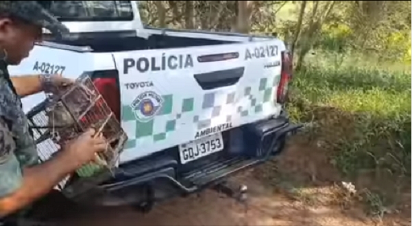 POLÍCIA MILITAR AMBIENTAL LIBERTA PÁSSAROS EM BURITAMA
