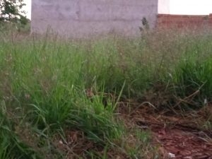 Prefeitura de Três Lagoas prorroga prazo de pagamento do IPTU e moradores gritam por atenção e manutenção do Montanine