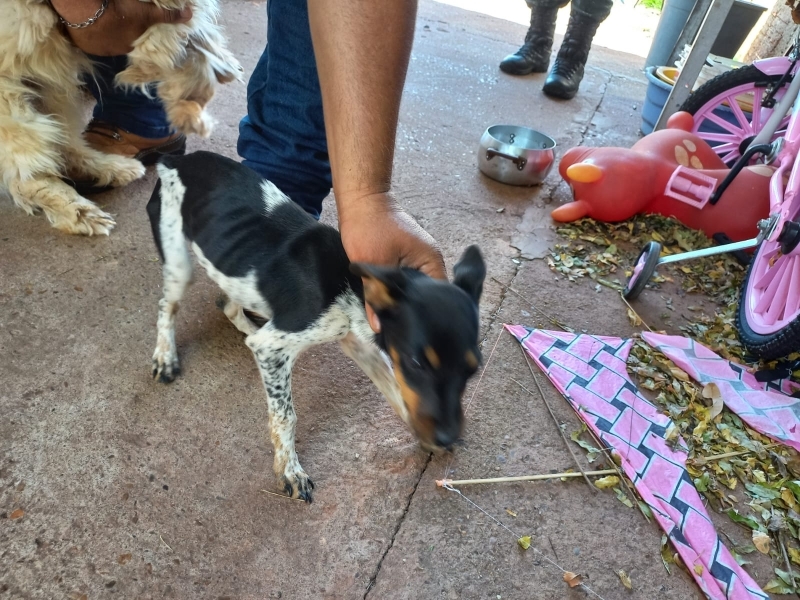 Polícia Ambiental prende mulher por maus tratos a animais em Andradina